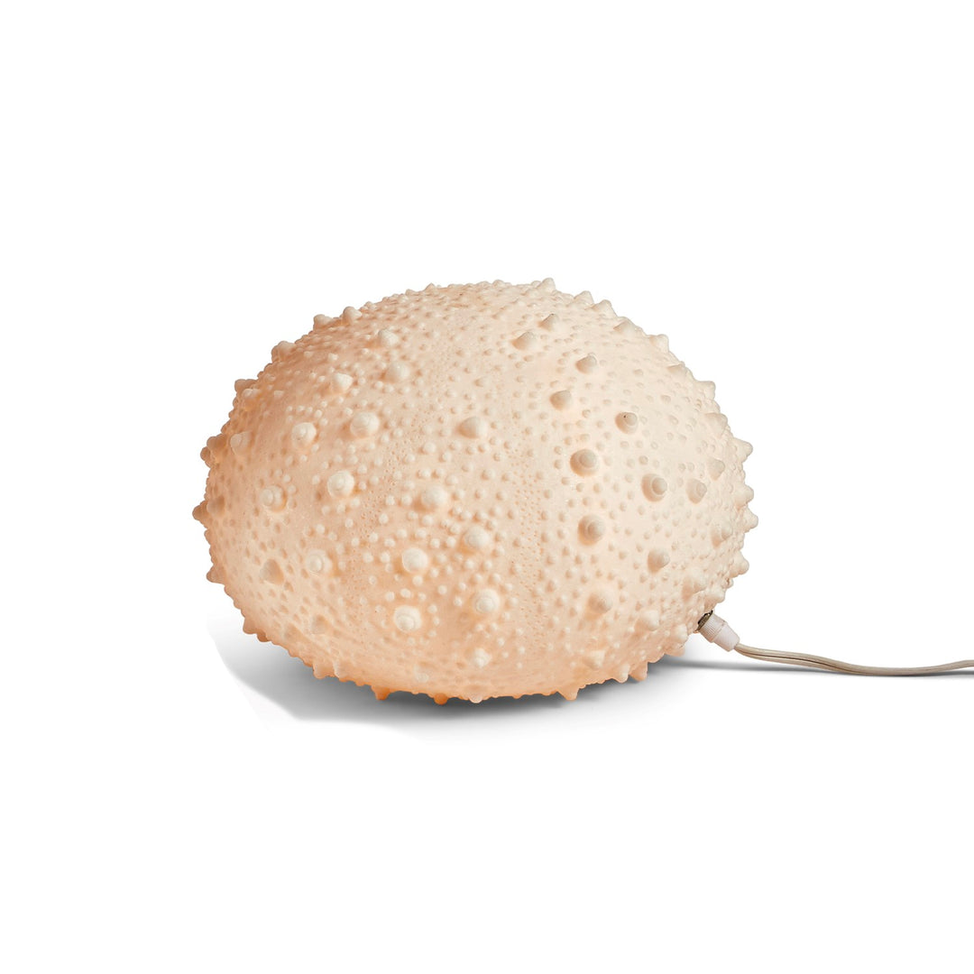 Sea Urchin Lamp Part of Kit