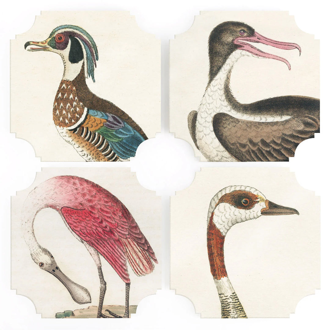 Birds Coasters Assorted