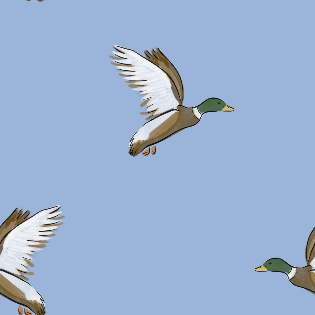 Little Mallard Blue