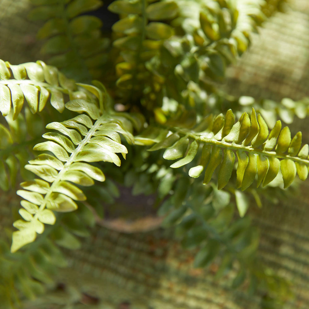 Napa Home & Garden - Boston Fern Drop-In single