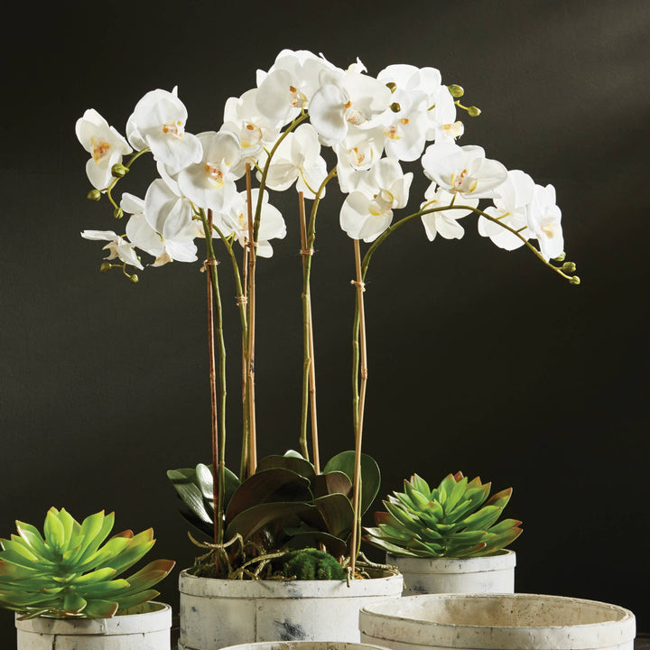 Napa Home & Garden - Phalaenopsis Orchid Bowl Drop-In 25"