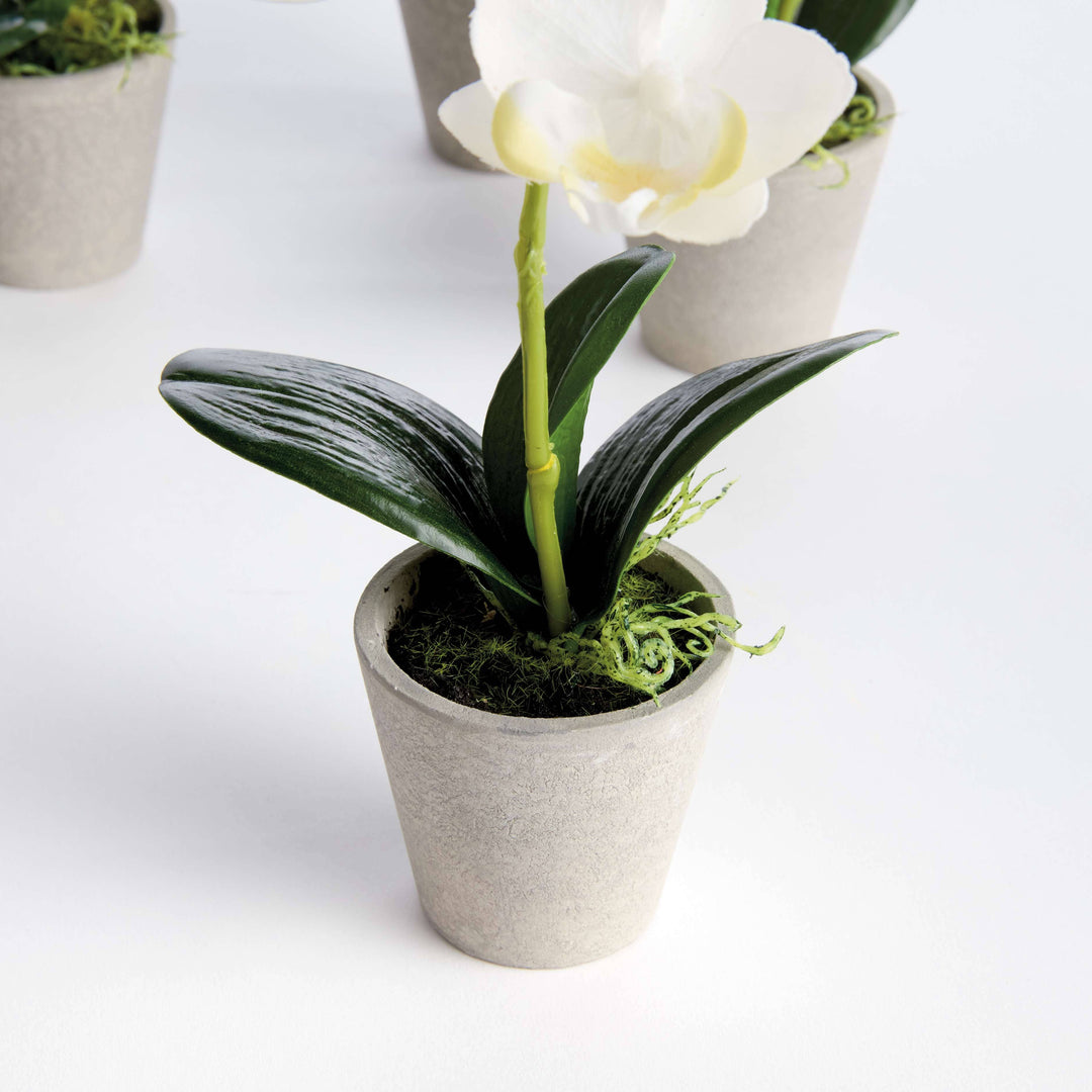 Napa Home & Garden - MINI PHALAENOPSIS ORCHIDS POTTED 9": White