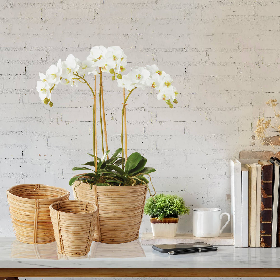 Napa Home & Garden - Phalaenopsis Orchid Mini Garden Drop-In 16"