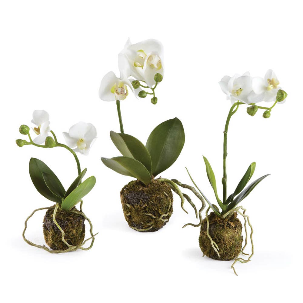 Napa Home & Garden - Phalaenopsis Orchid Drop-Ins, price is for 1
