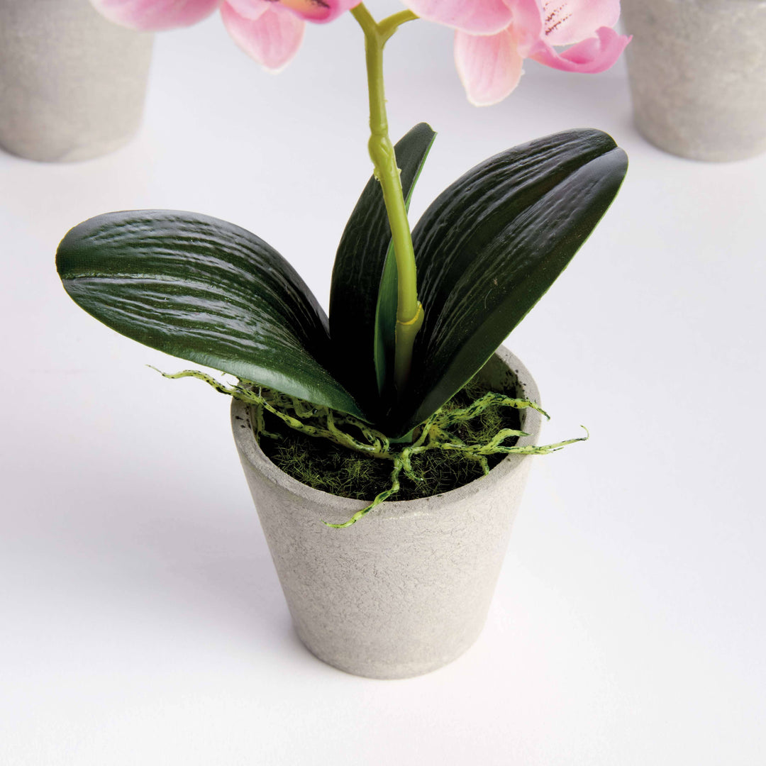 Napa Home & Garden - MINI PHALAENOPSIS ORCHIDS POTTED 9": White