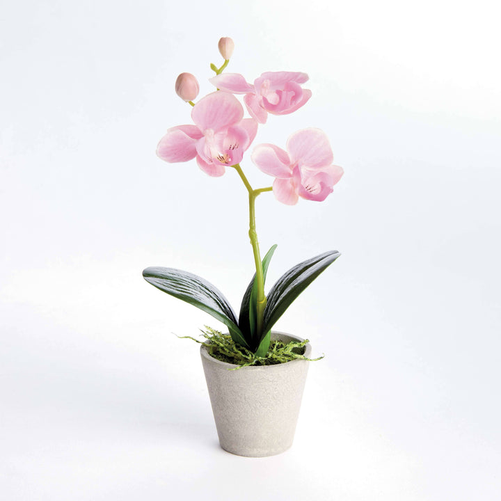 Napa Home & Garden - MINI PHALAENOPSIS ORCHIDS POTTED 9": White