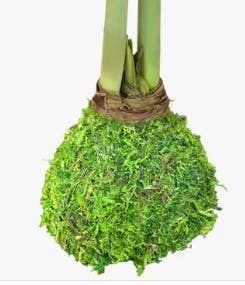 Let 'Em Bloom - Double White Moss Bulb 36cm+ 18 Bulbs/Crate