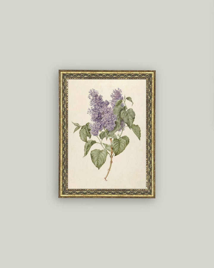 Petal Lane Home - Lilac Branch Framed Antique Art: 24x32
