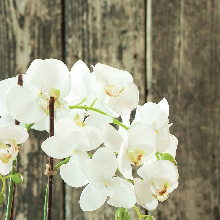 Napa Home & Garden - Phalaenopsis Orchid Drop-In 23"