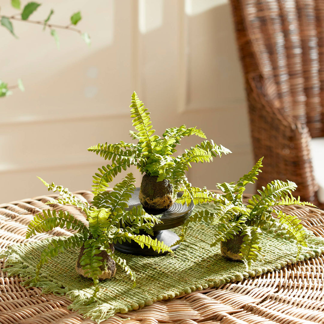 Napa Home & Garden - Boston Fern Drop-In single
