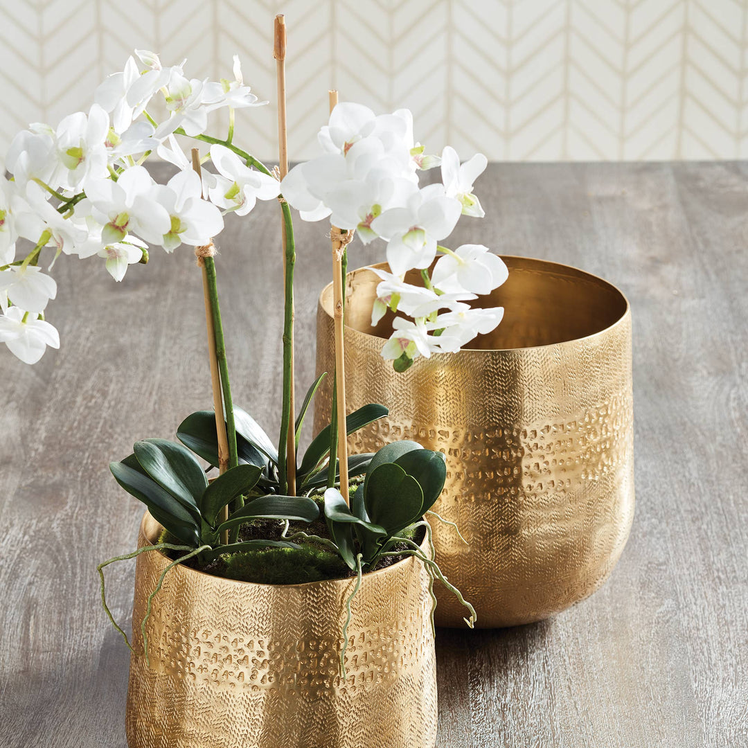 Napa Home & Garden - Phalaenopsis Orchid Mini Garden Drop-In 16"