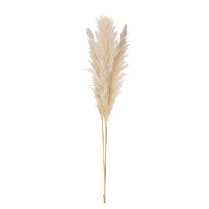 Dried Pampas Grass Bunch (Each One Will Vary)