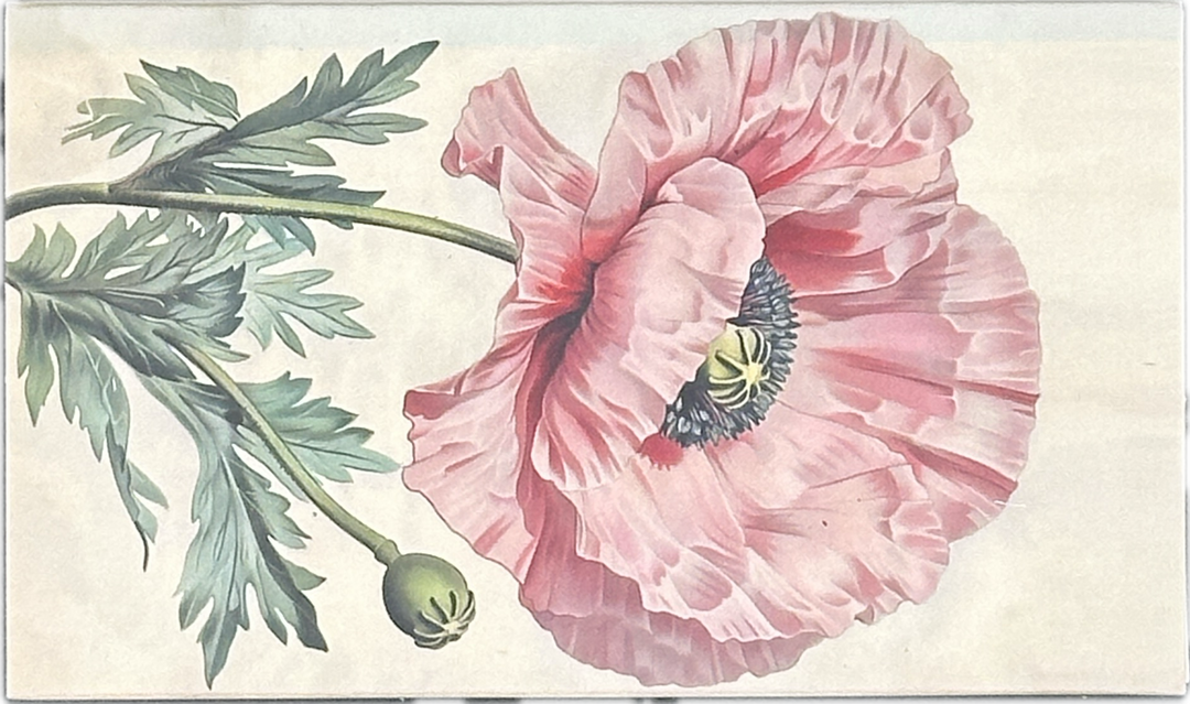 Pink Poppies Matchbox