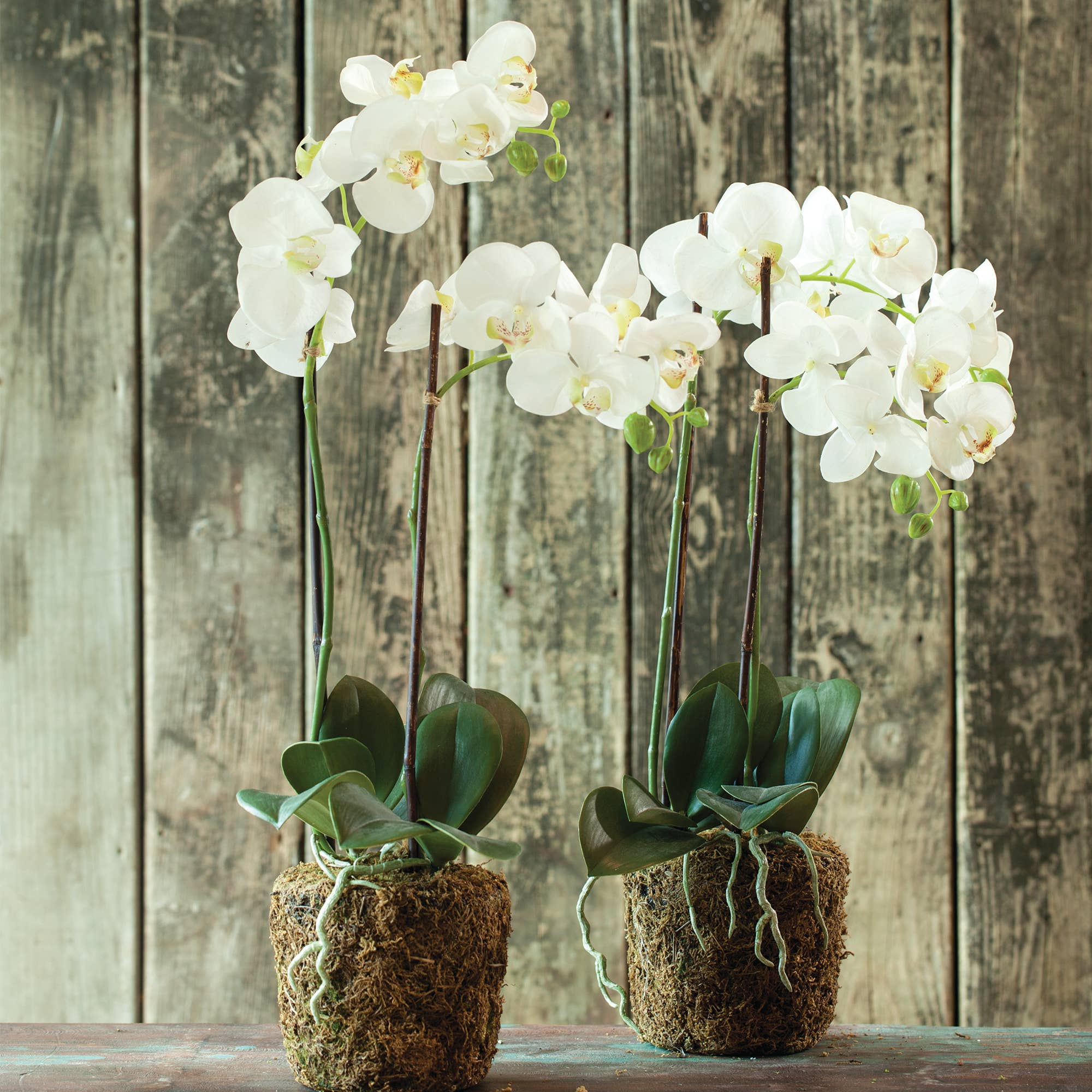 Napa Home & Garden Phalaenopsis Orchid Artificial Plant - Thumbnail 5