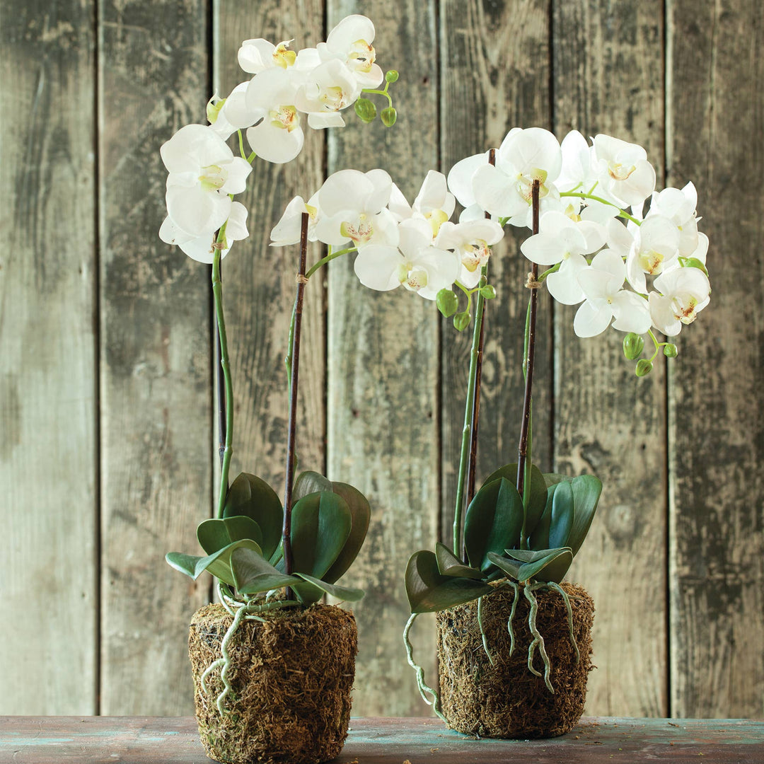 Napa Home & Garden - Phalaenopsis Orchid Drop-In 23"