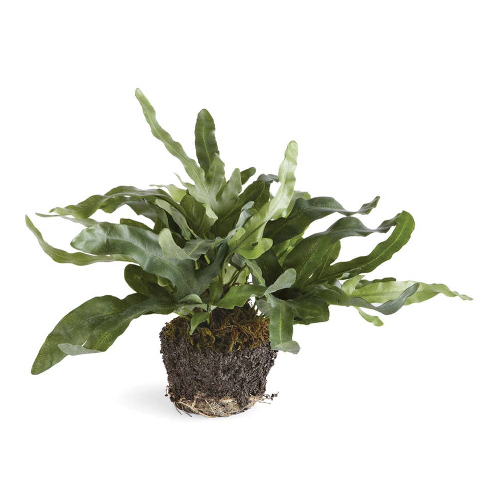 Napa Home & Garden - Echeveria Fern Drop-In 11.5"