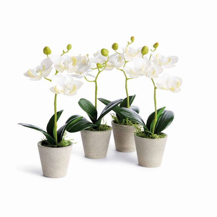 Napa Home & Garden - MINI PHALAENOPSIS ORCHIDS POTTED 9": White