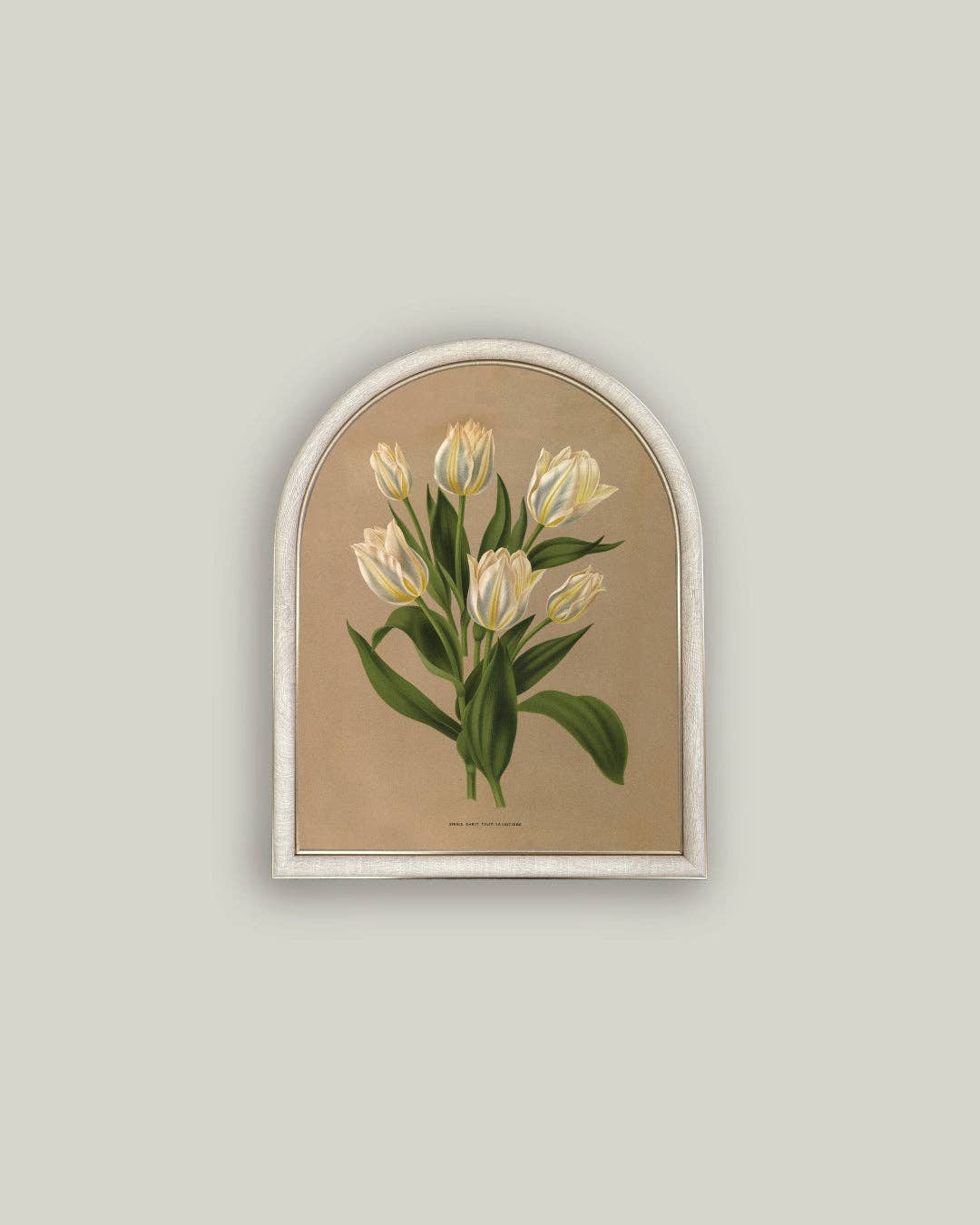 Petal Lane Home - White Tulips Arch: 12x16
