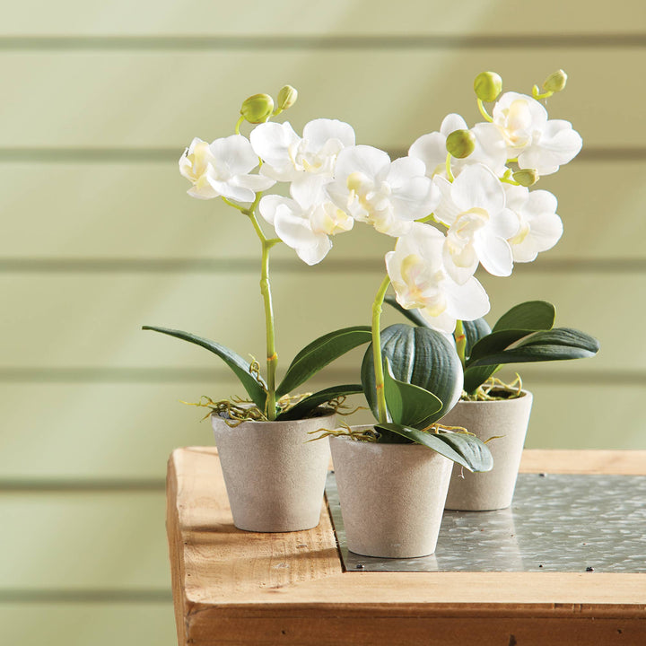 Napa Home & Garden - Mini Phalaenopsis 9" Potted