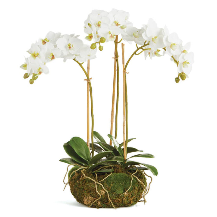 Napa Home & Garden - Phalaenopsis Orchid Mini Garden Drop-In 16"