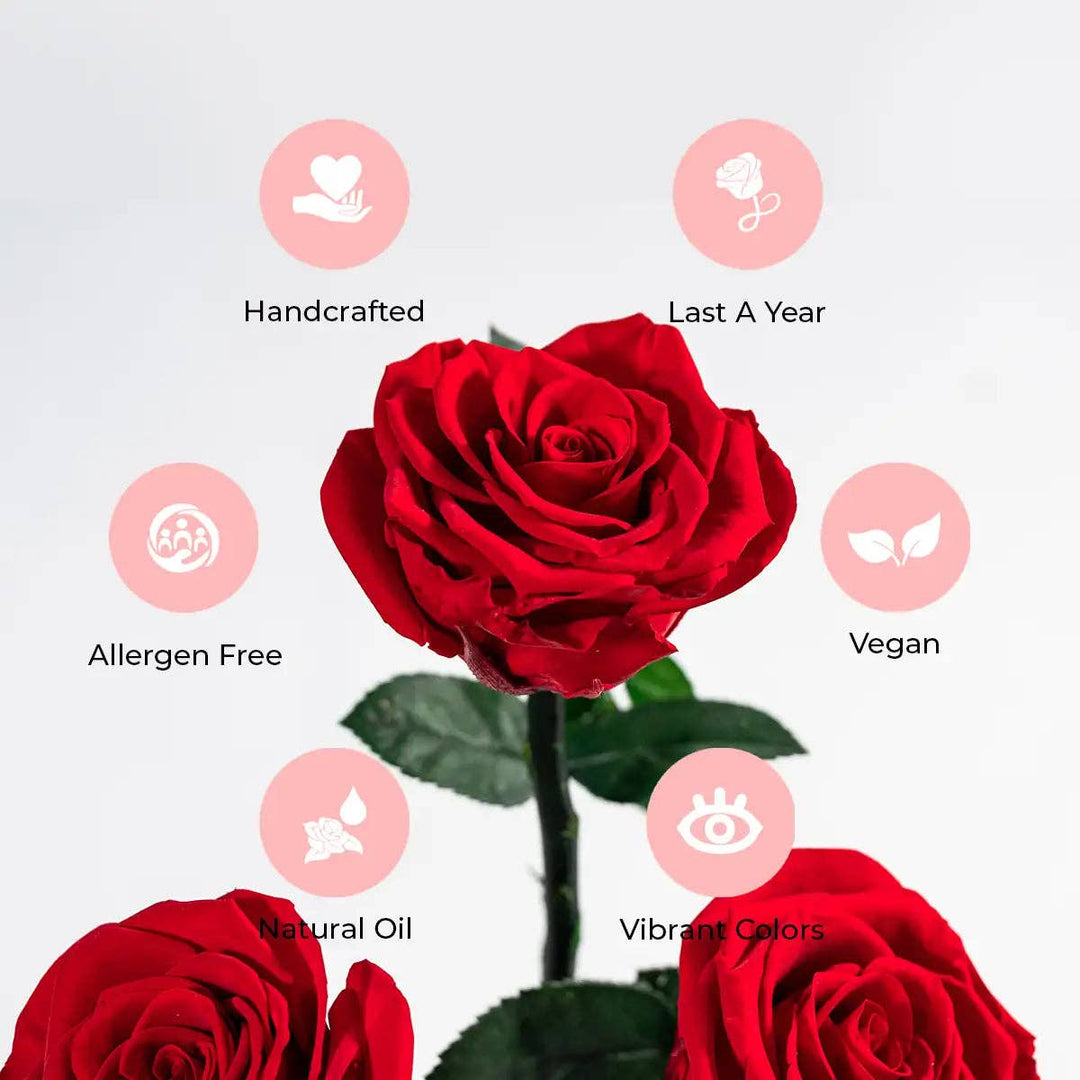 Rose Forever - Red Roses Velvet 16