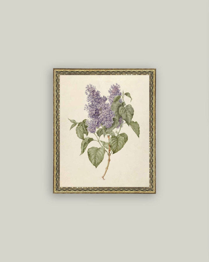 Petal Lane Home - Lilac Branch Framed Antique Art: 24x32