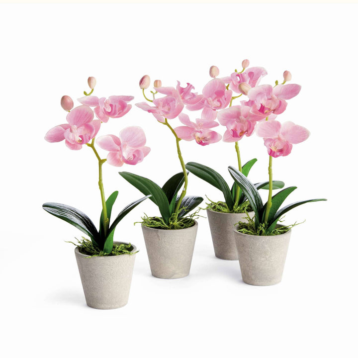 Napa Home & Garden - MINI PHALAENOPSIS ORCHIDS POTTED 9": White