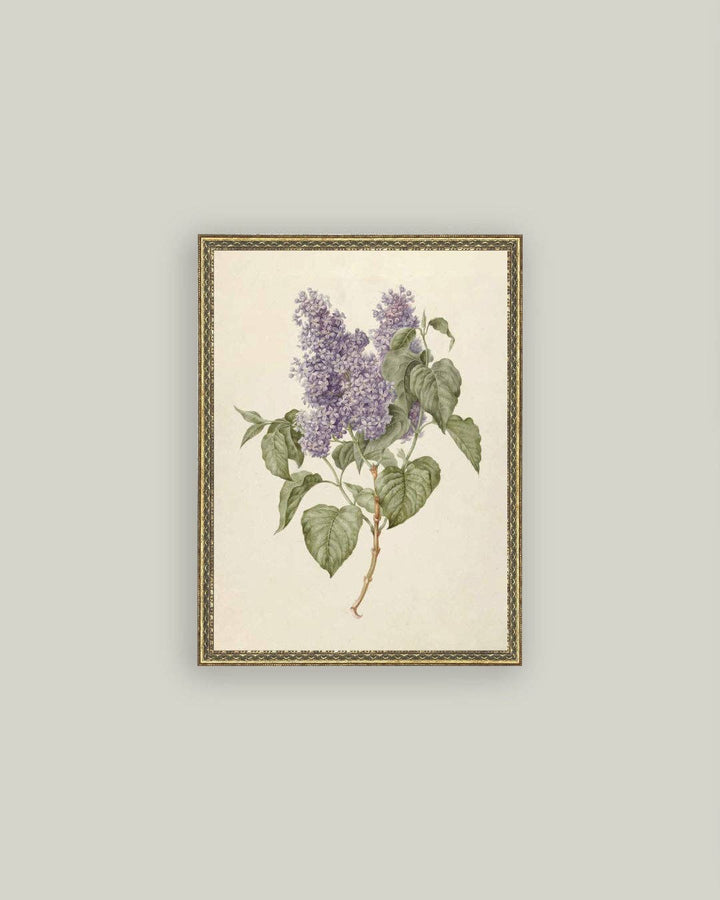 Petal Lane Home - Lilac Branch Framed Antique Art: 24x32