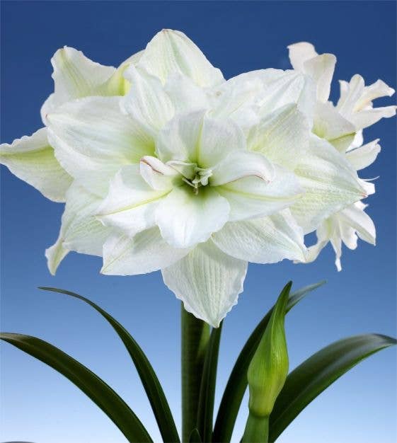 Let 'Em Bloom - Double White Moss Bulb 36cm+ 18 Bulbs/Crate