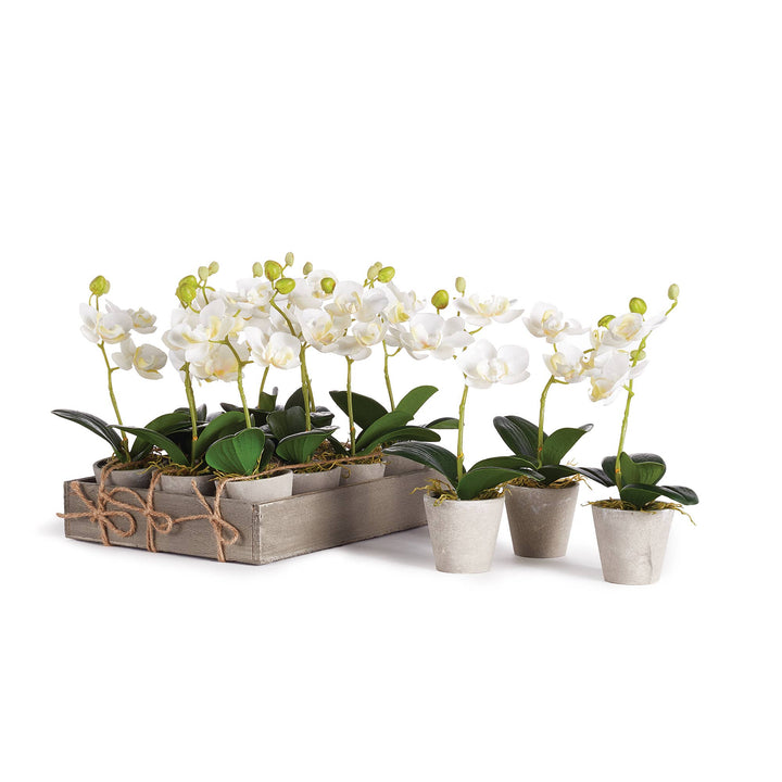 Napa Home & Garden - Mini Phalaenopsis 9" Potted
