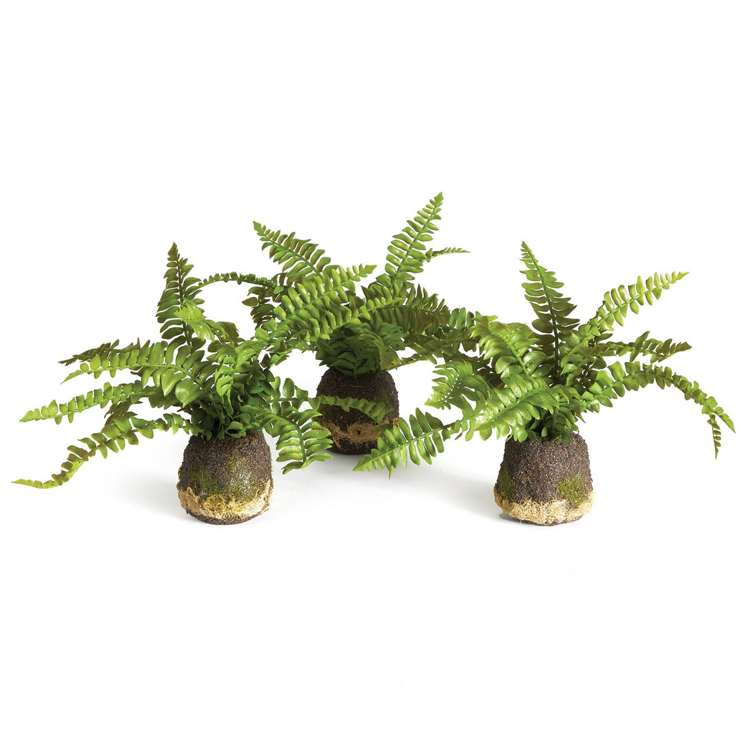 Napa Home & Garden - Boston Fern Drop-In single