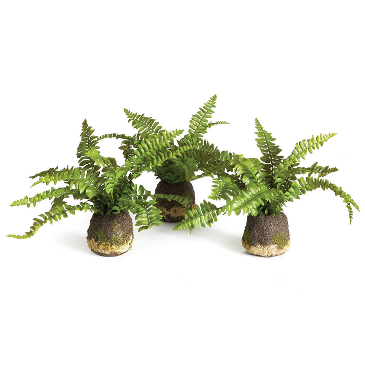 Napa Home & Garden - Boston Fern Drop-In single