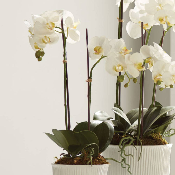 Napa Home & Garden - Phalaenopsis Orchid Drop-In 23"
