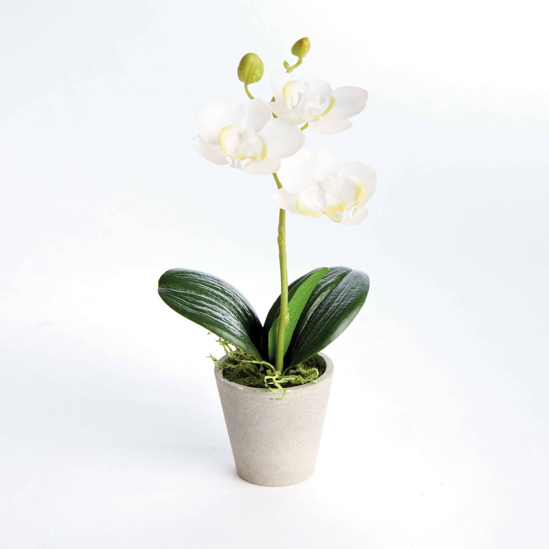 Napa Home & Garden - MINI PHALAENOPSIS ORCHIDS POTTED 9": White