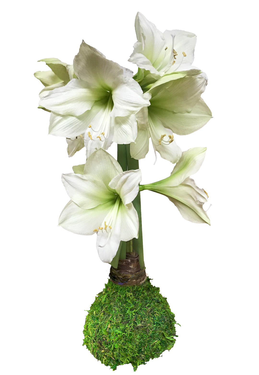Let 'Em Bloom - Luna Flower with Moss Base 36+ 18 Bulbs/Case