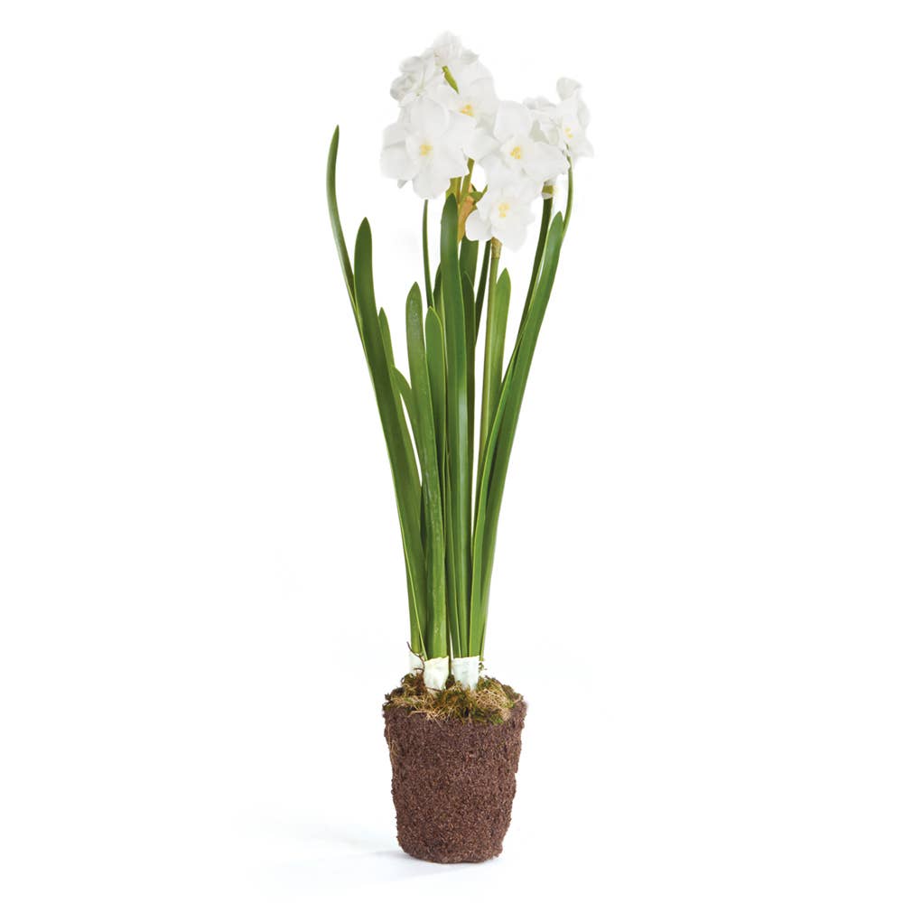 Napa Home & Garden - Paperwhite Drop-In 17"