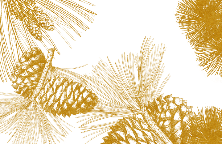 TAYLOR GRAY - 11x17 TRADITIONAL CHRISTMAS insert set of 10