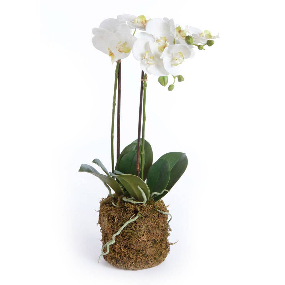 Napa Home & Garden - Phalaenopsis Orchid Drop-In 23"