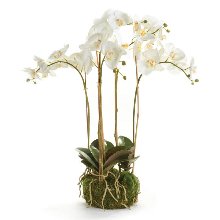 Napa Home & Garden - Phalaenopsis Orchid Bowl Drop-In 25"